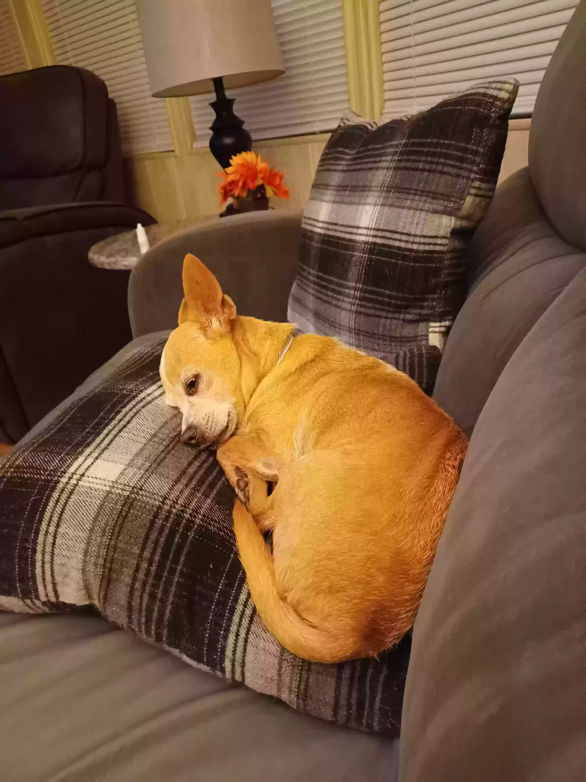 Lost dog in New Port Richey, FL, 34654
