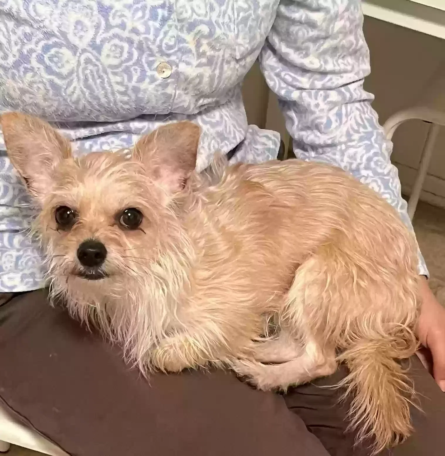 Lost dog in Corona, CA, 92882