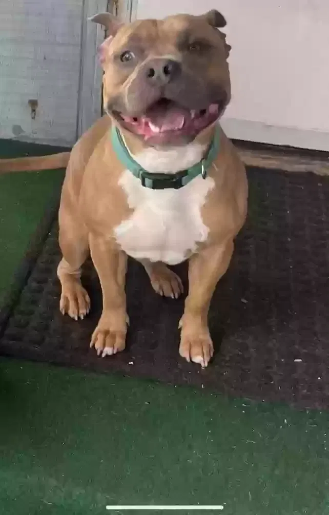 Lost dog in Rockford, IL, 61102