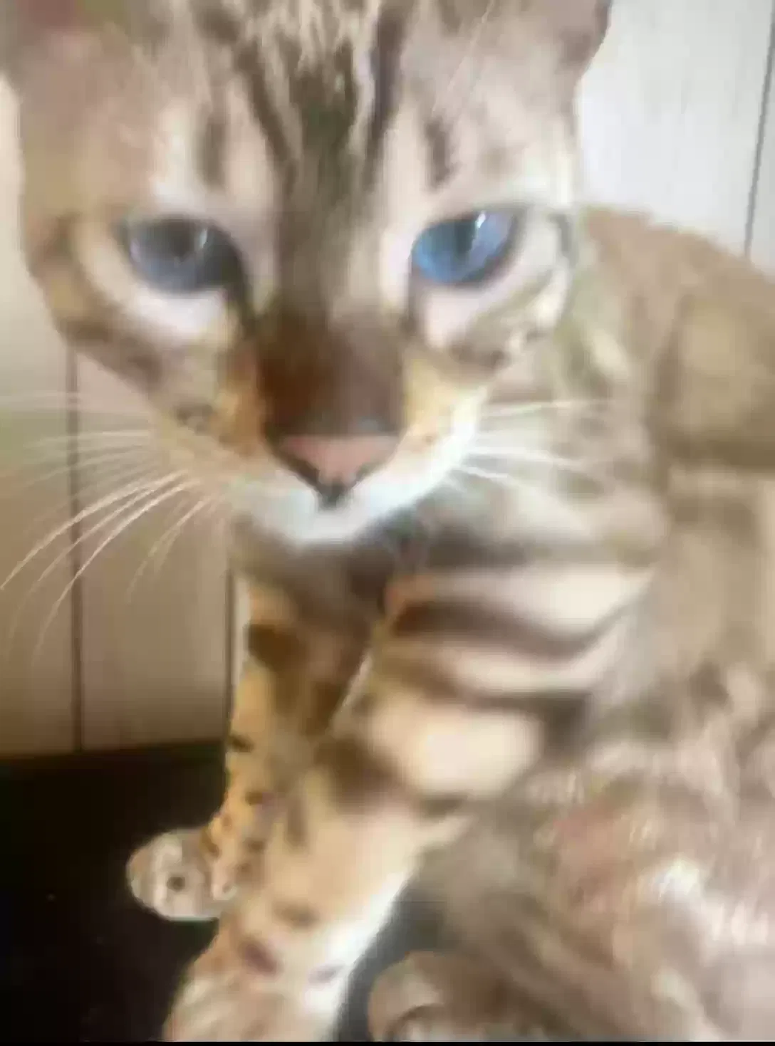 Lost cat in Osteen, FL, 32764