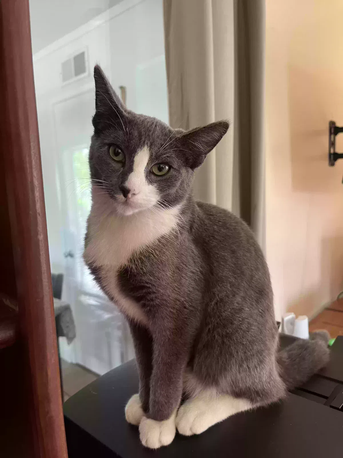 Lost cat in San Diego, CA, 92154