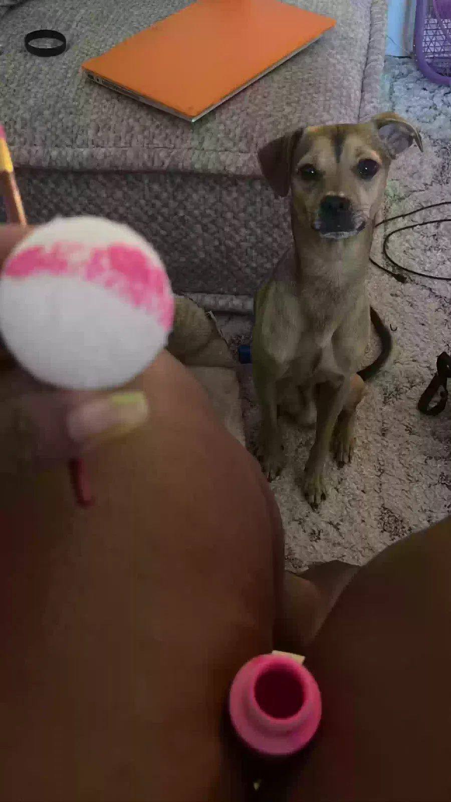 Lost dog in Emeryville, CA, 94608