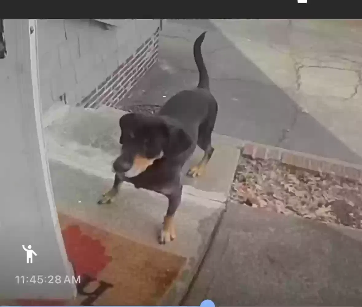 Lost dog in Cleveland, OH, 44112