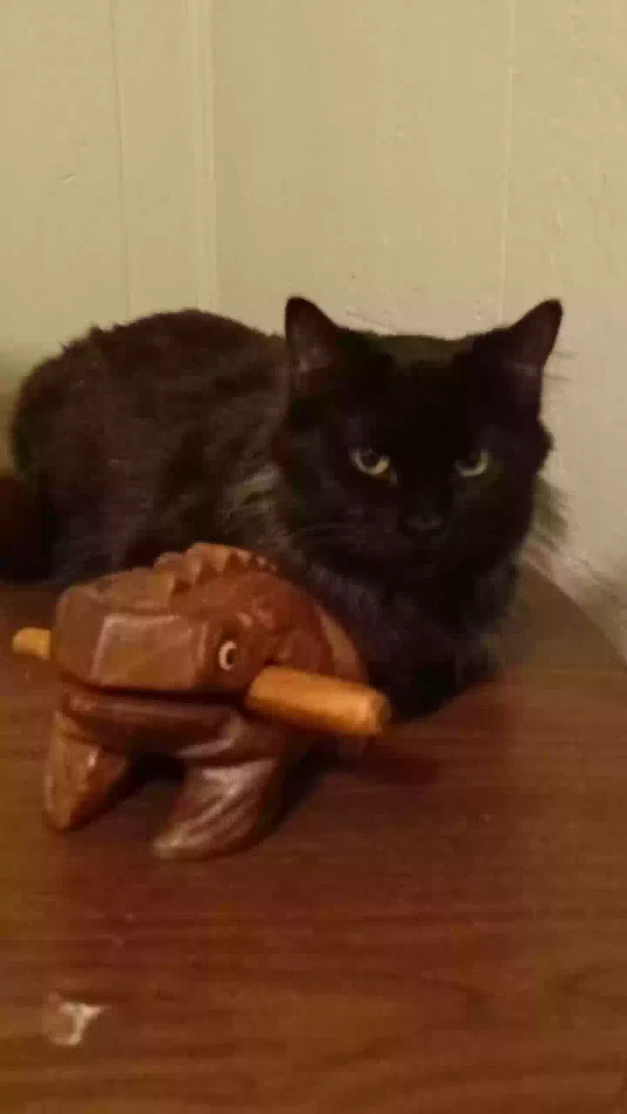 Lost cat in Flint, MI, 48505