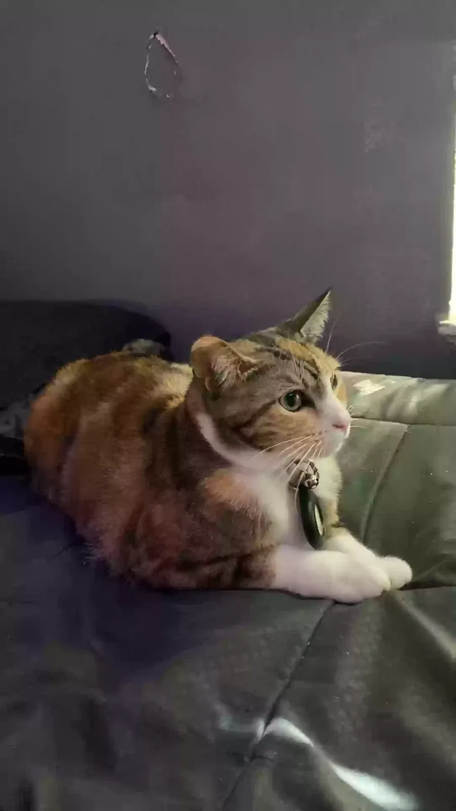 Lost cat in Lynnwood, WA, 98036