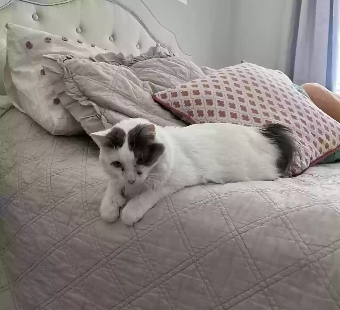 Lost cat in Mesa, AZ, 85209