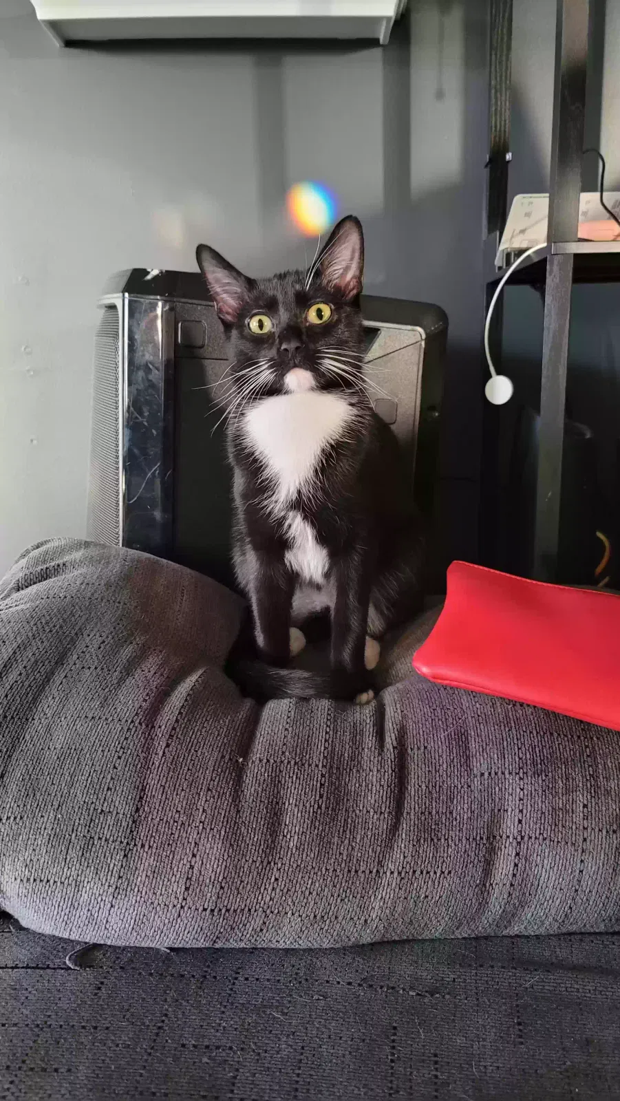 Lost cat in De Soto, MO, 63020