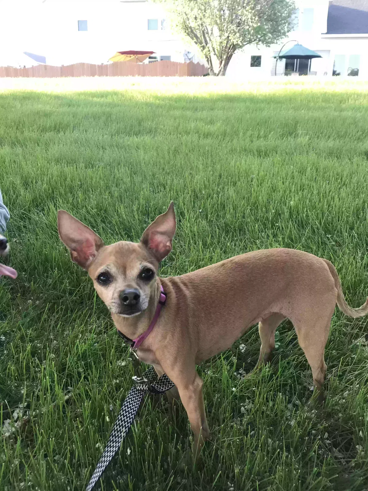 Lost dog in Aurora, IL, 60505