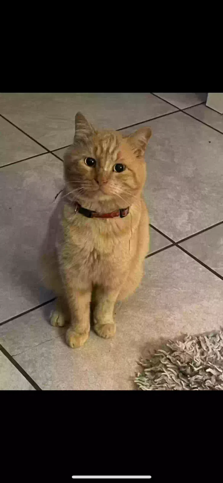 Lost cat in Texas City, TX, 77590