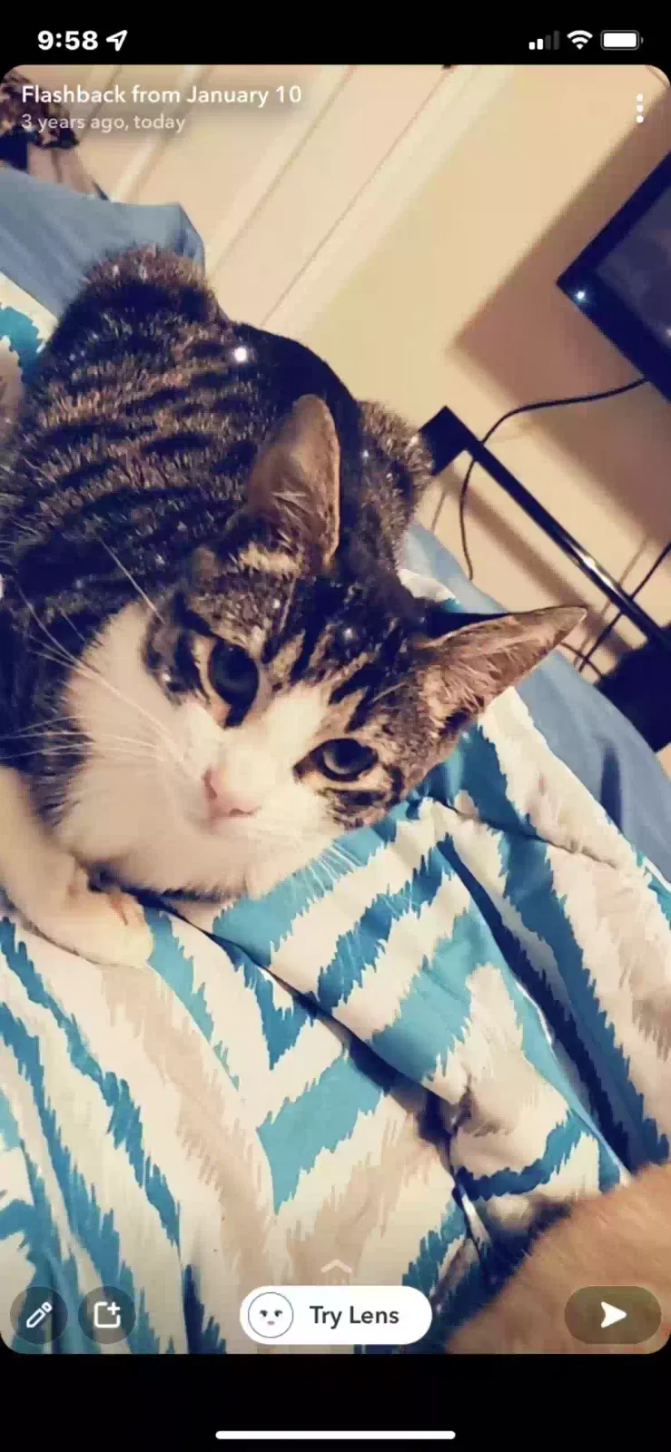 Lost cat in Texas City, TX, 77590
