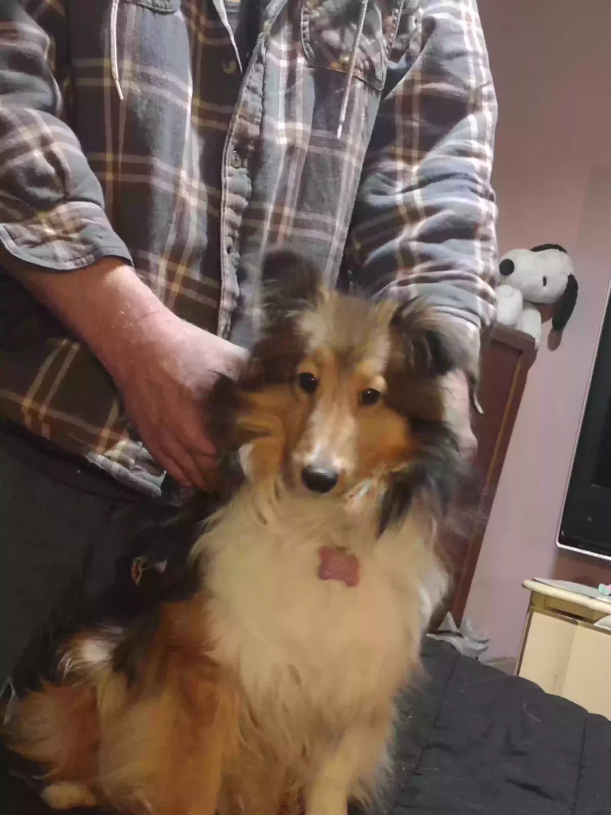 Lost dog in Alexandria, IN, 46001