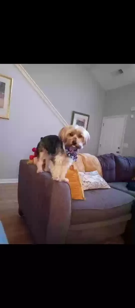 Lost dog in Hampton, GA, 30228