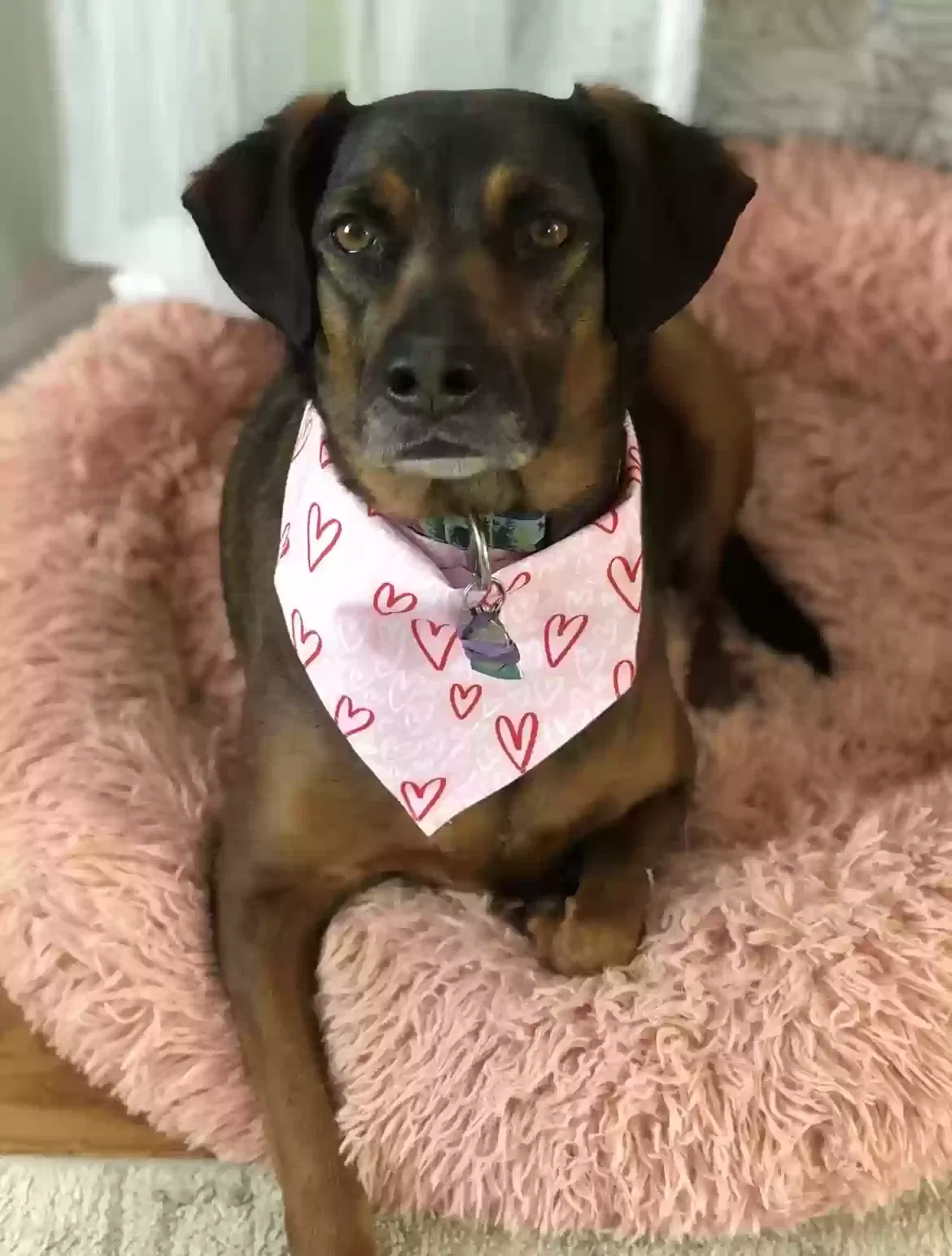 Lost dog in Denver, CO, 80212
