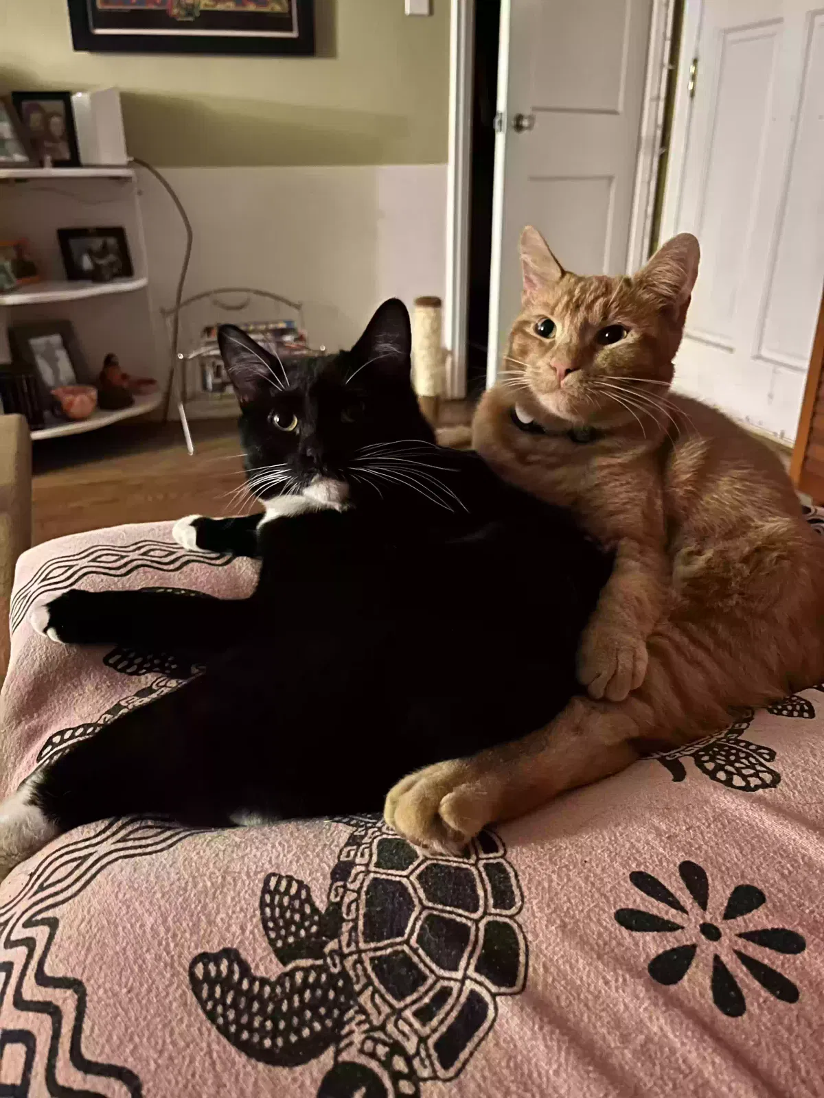 Lost cat in Wichita, KS, 67218