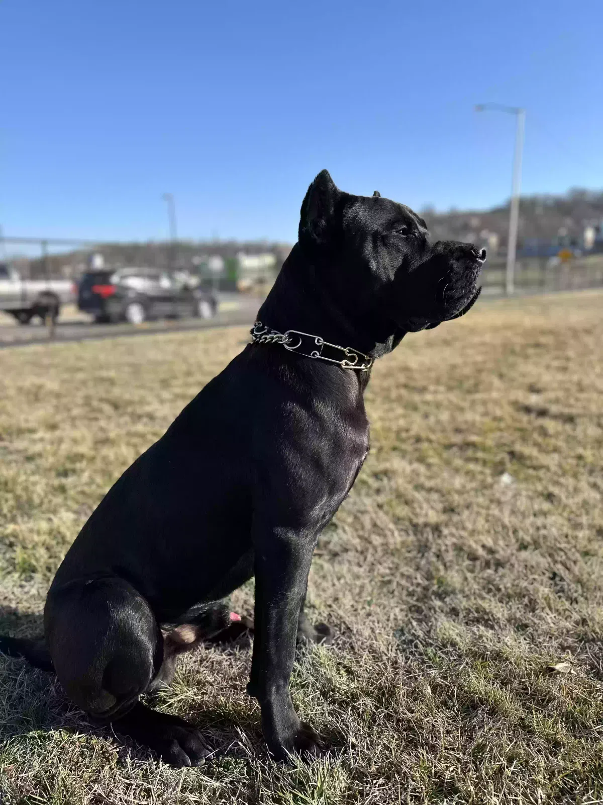 Lost dog in Kansas City, KS, 66106