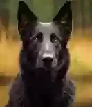 Lost dog in Bandera, TX, 78003