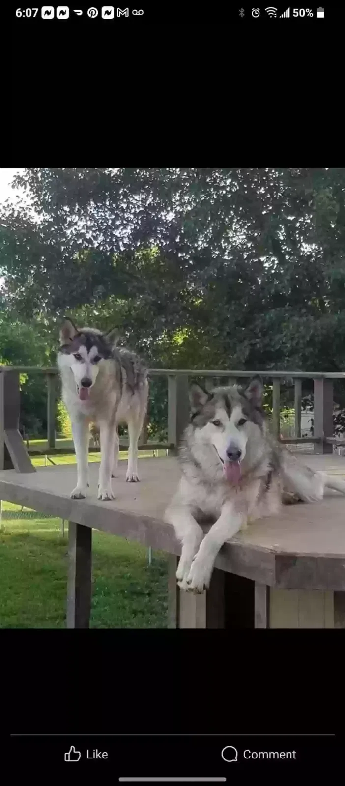 Lost dog in Winchester, KY, 40391