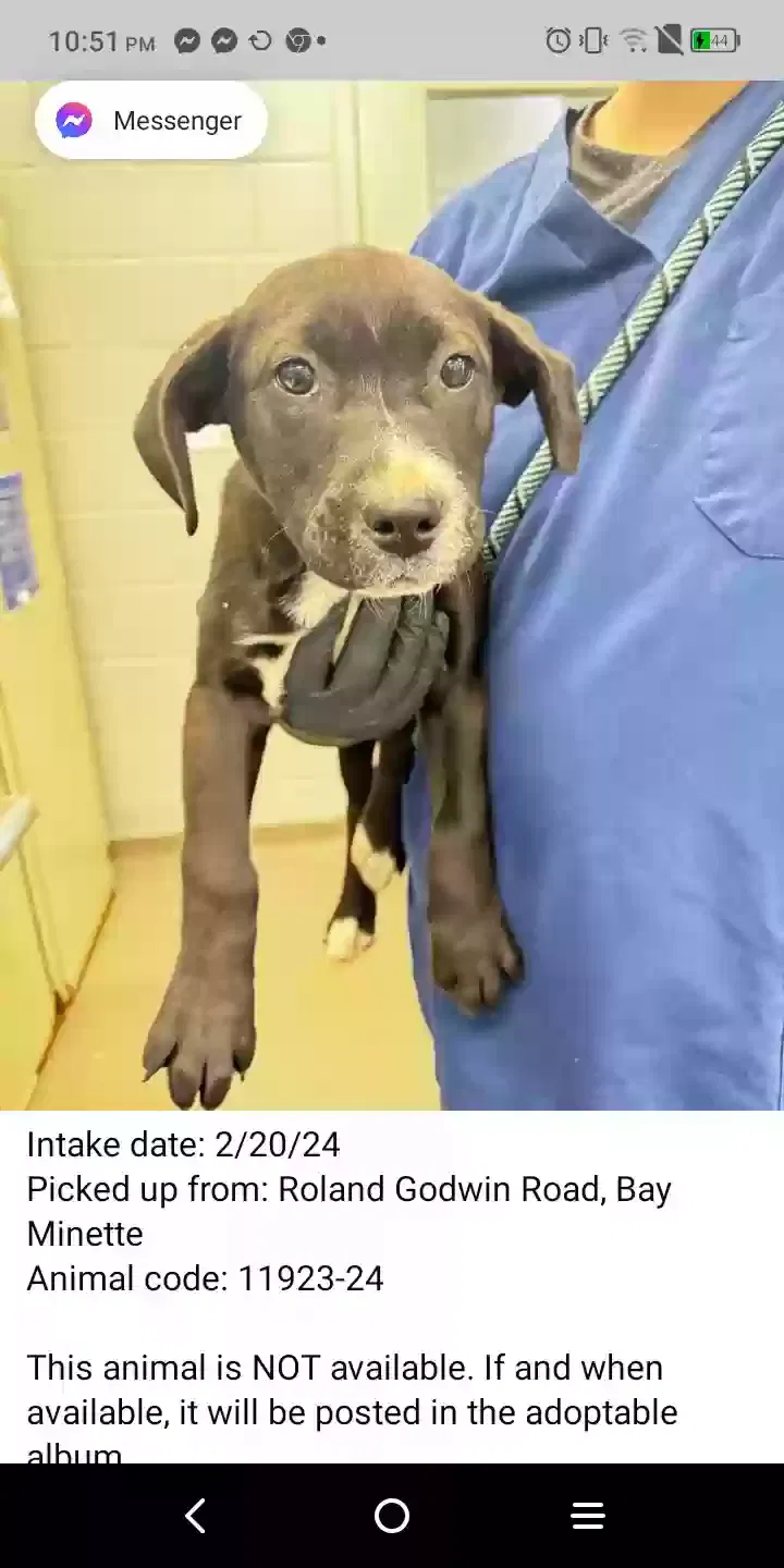 Lost dog in Birmingham, AL, 35207