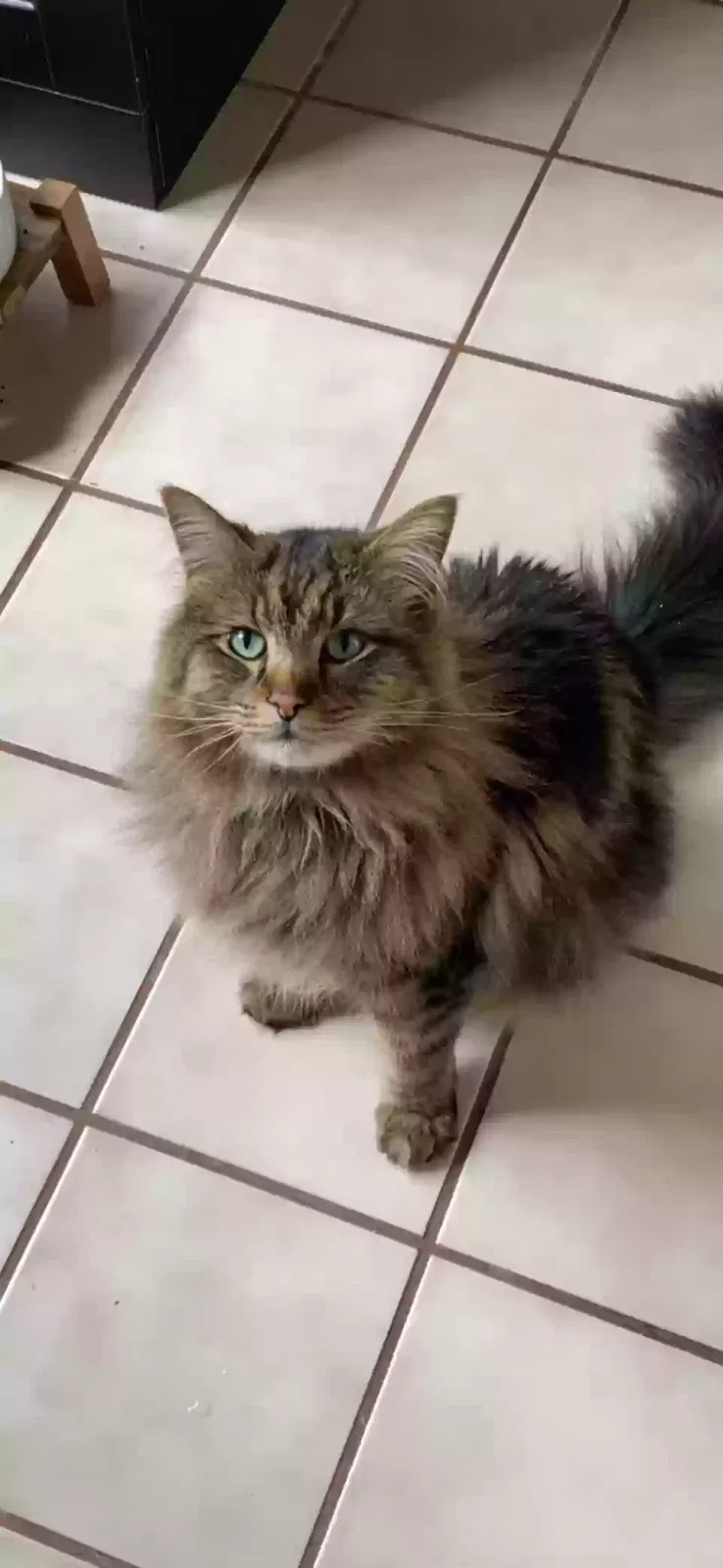 Lost cat in Boise, ID, 83704
