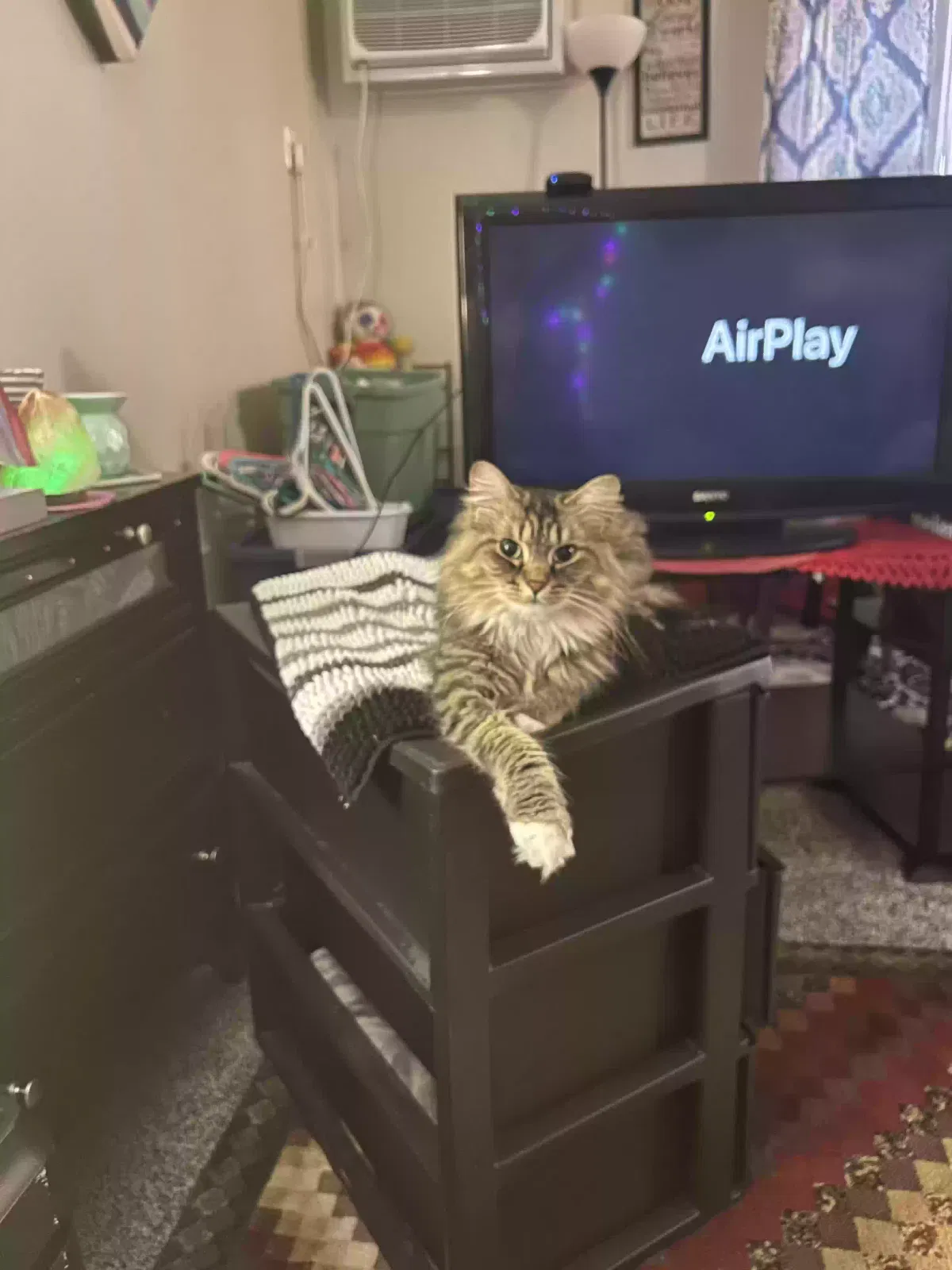 Lost cat in Portage, MI, 49002