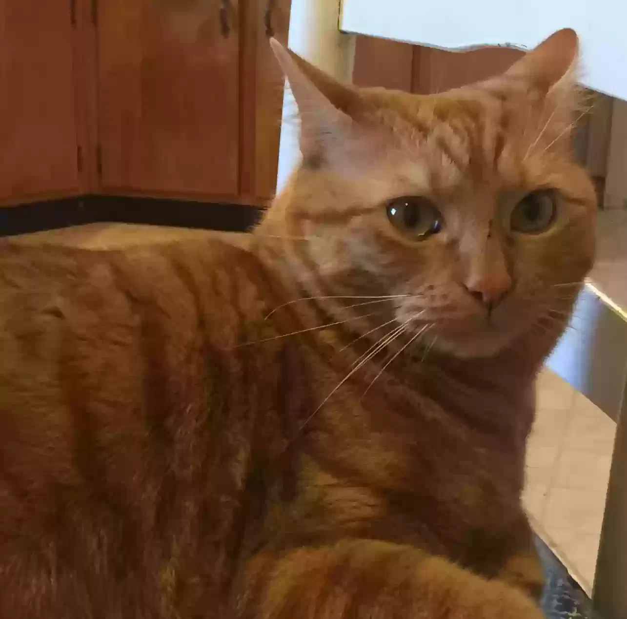 Lost cat in Dayton, OH, 45414