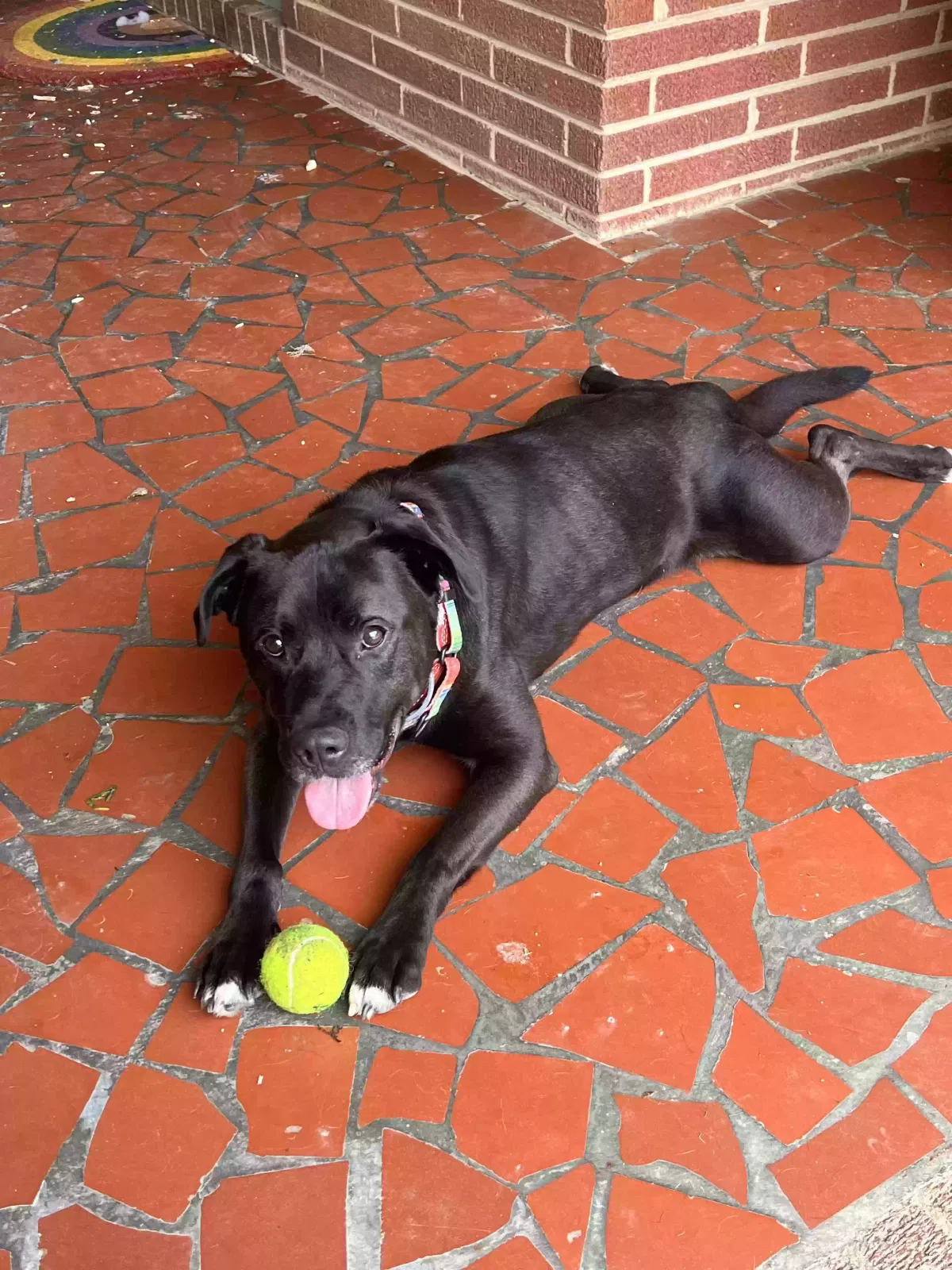 Lost dog in Randleman, NC, 27317