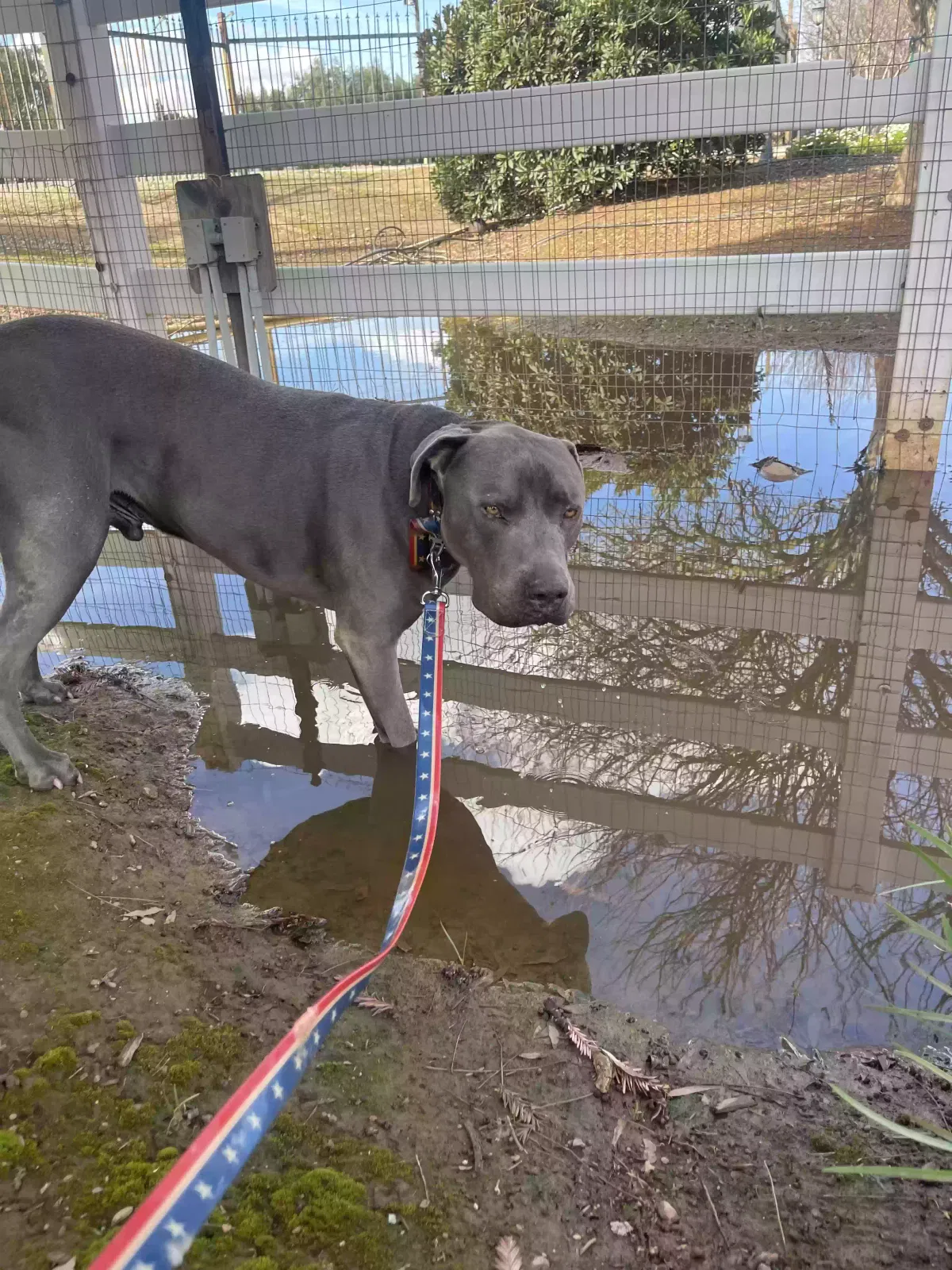 Lost dog in Clovis, CA, 93619