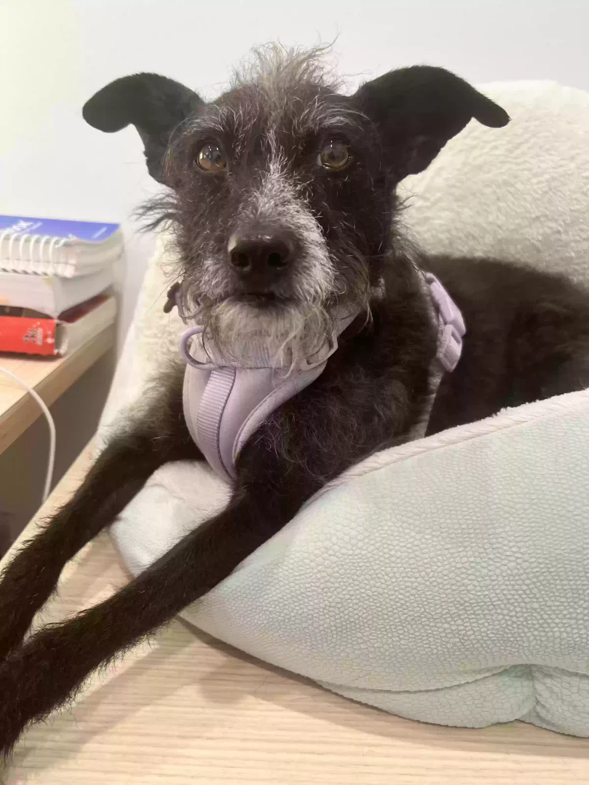 Lost dog in Santa Monica, CA, 90404