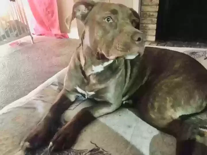 Lost dog in Dallas, TX, 75220