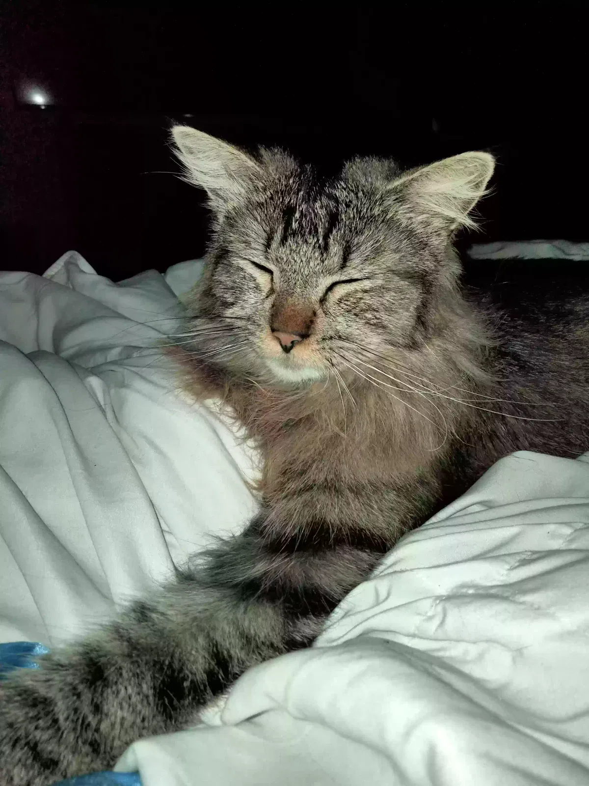 Lost cat in Rocklin, CA, 95765