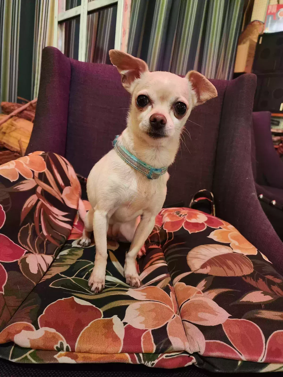 Lost dog in Wichita, KS, 67217