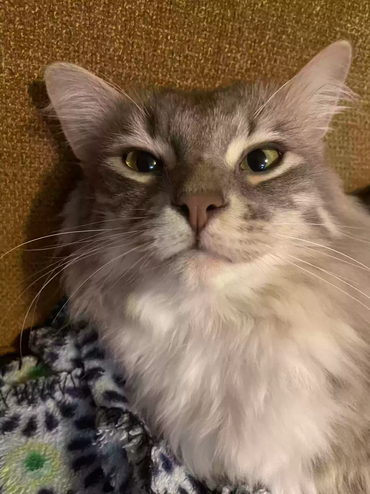 Lost cat in San Antonio, TX, 78250