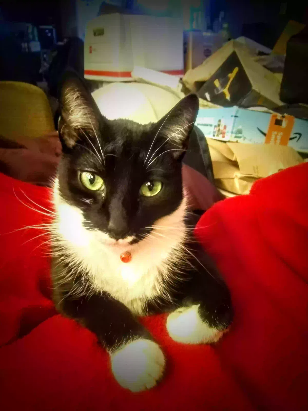 Lost cat in Gresham, OR, 97030