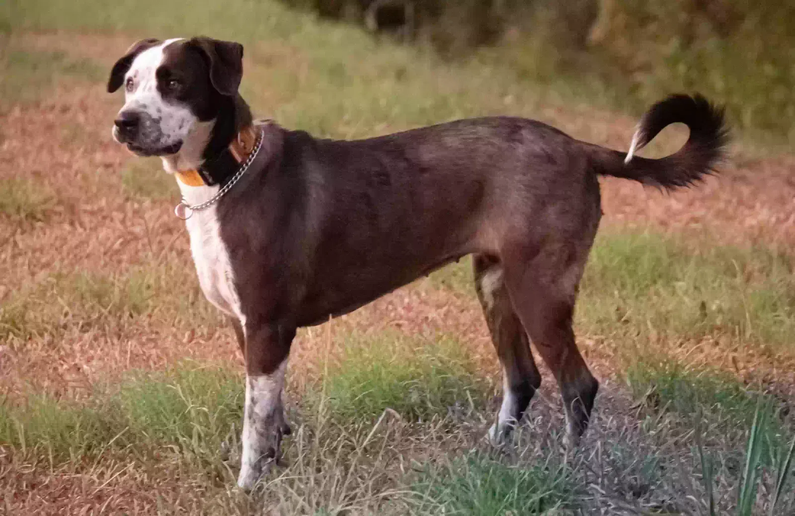Lost dog in Hempstead, TX, 77445