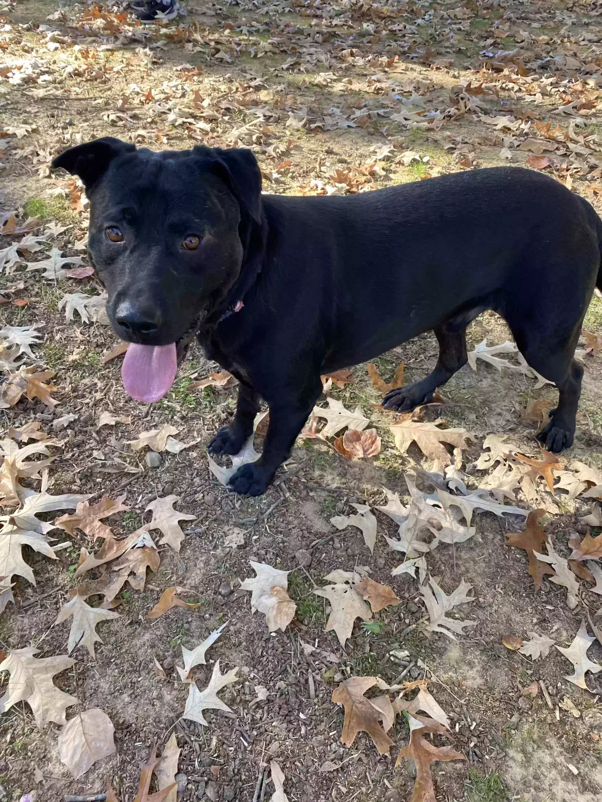 Lost dog in Memphis, TN, 38117