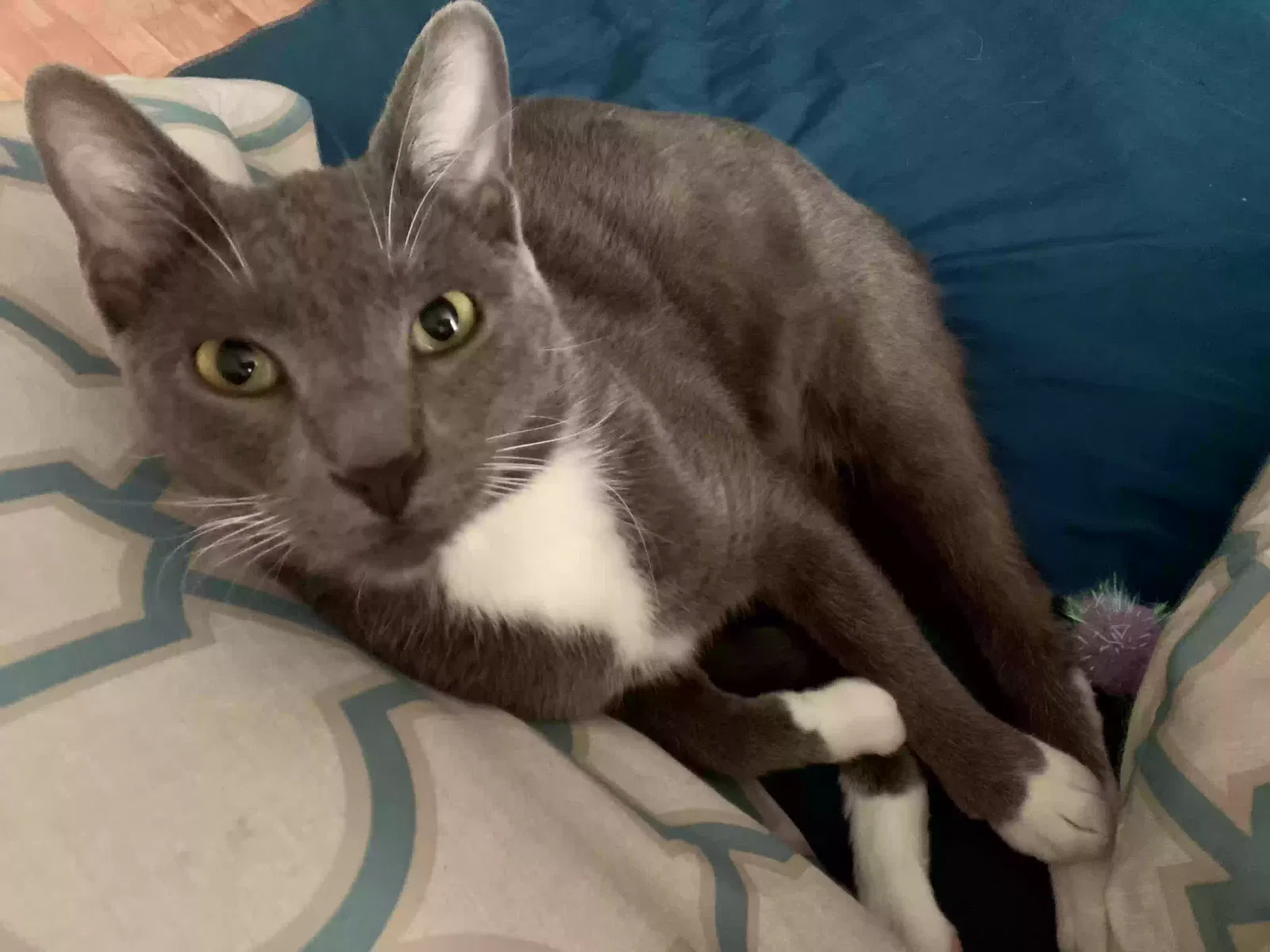 Lost cat in Lexington, KY, 40514