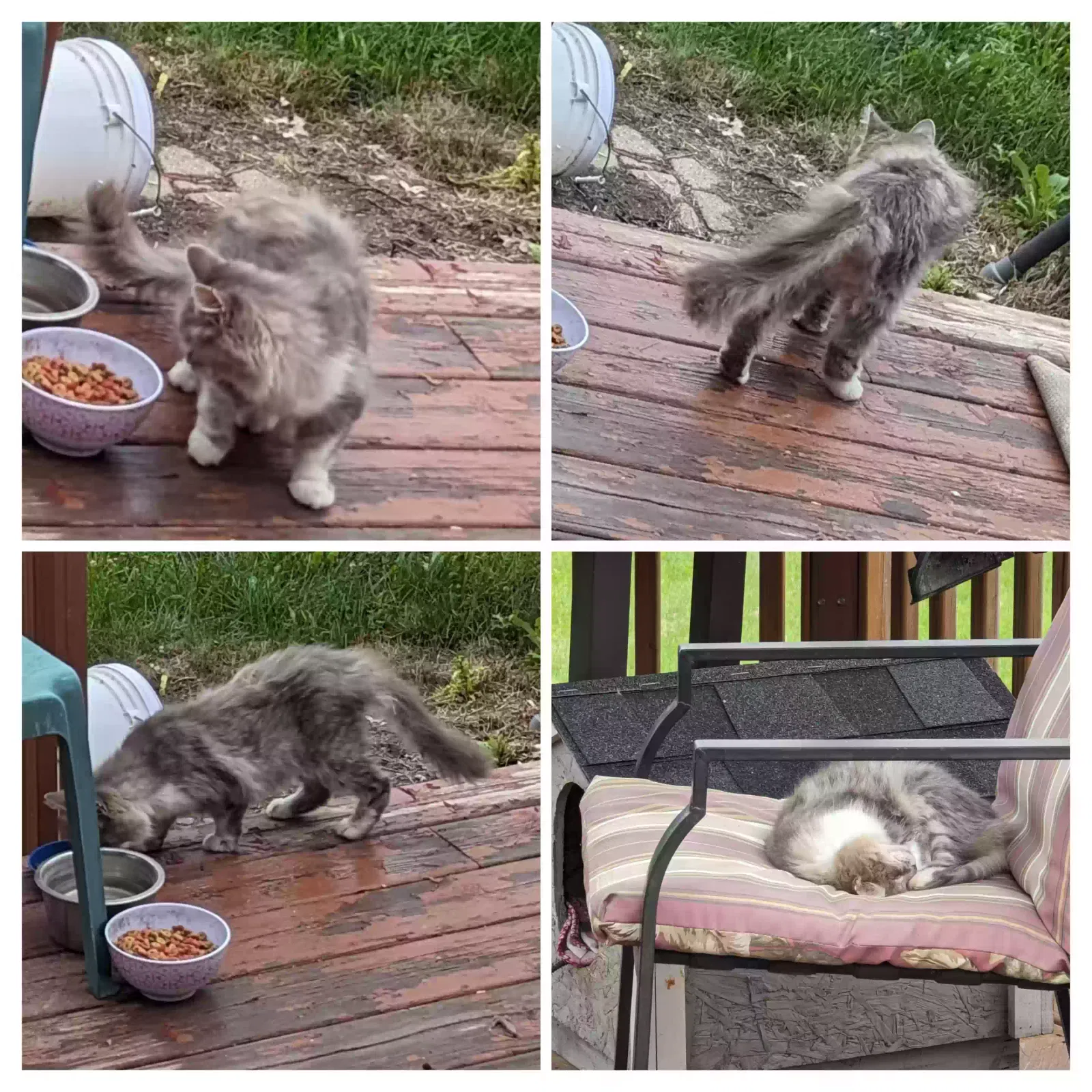Lost cat in Imlay City, MI, 48444