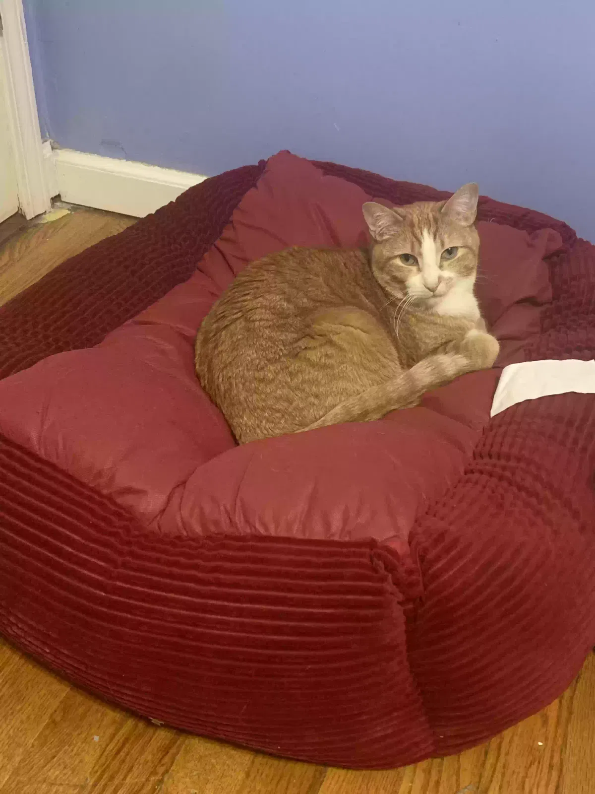 Lost cat in Saint Louis, MO, 63114