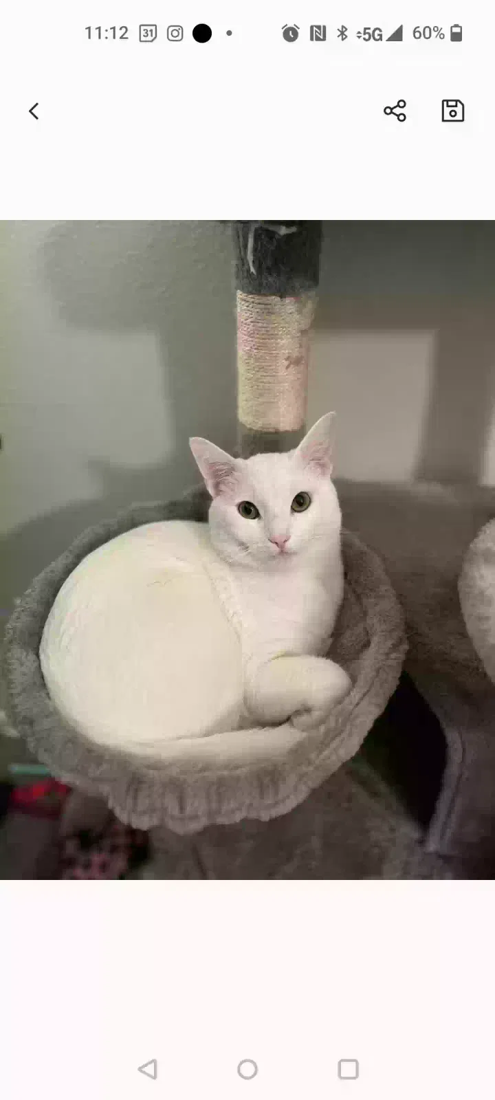 Lost cat in San Diego, CA, 92116