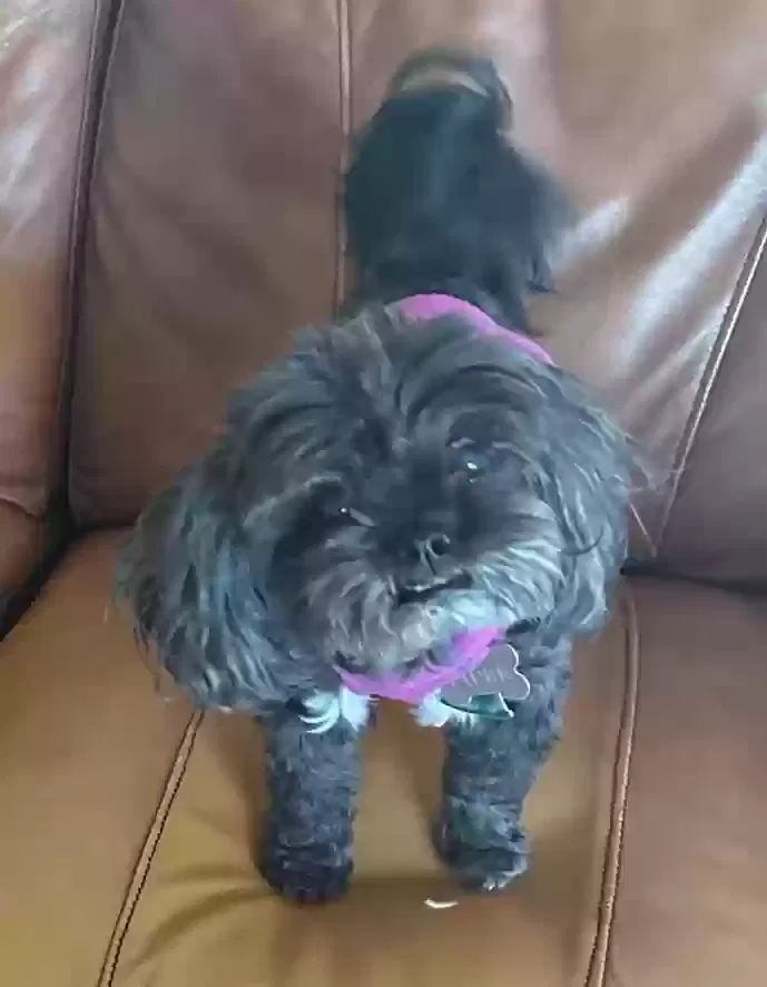 Lost dog in San Bernardino, CA, 92404