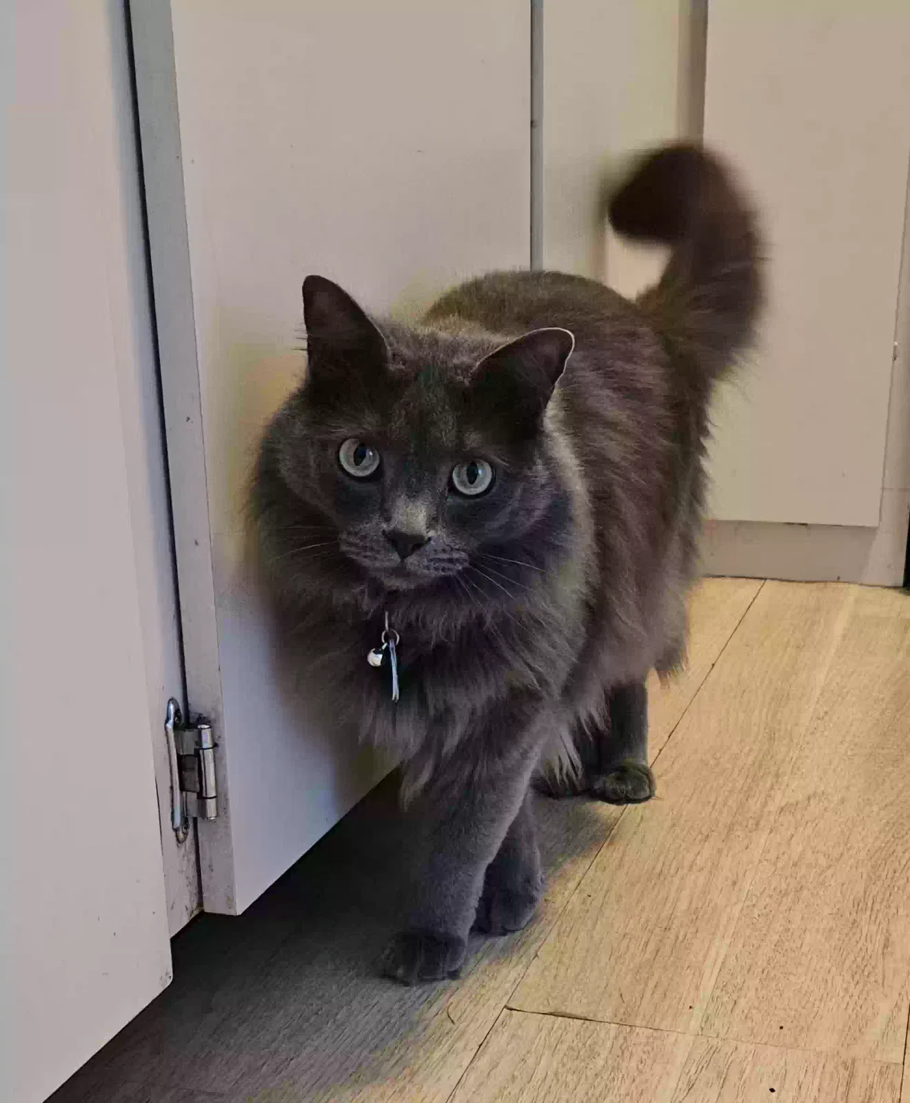 Lost cat in Salt Lake City, UT, 84102