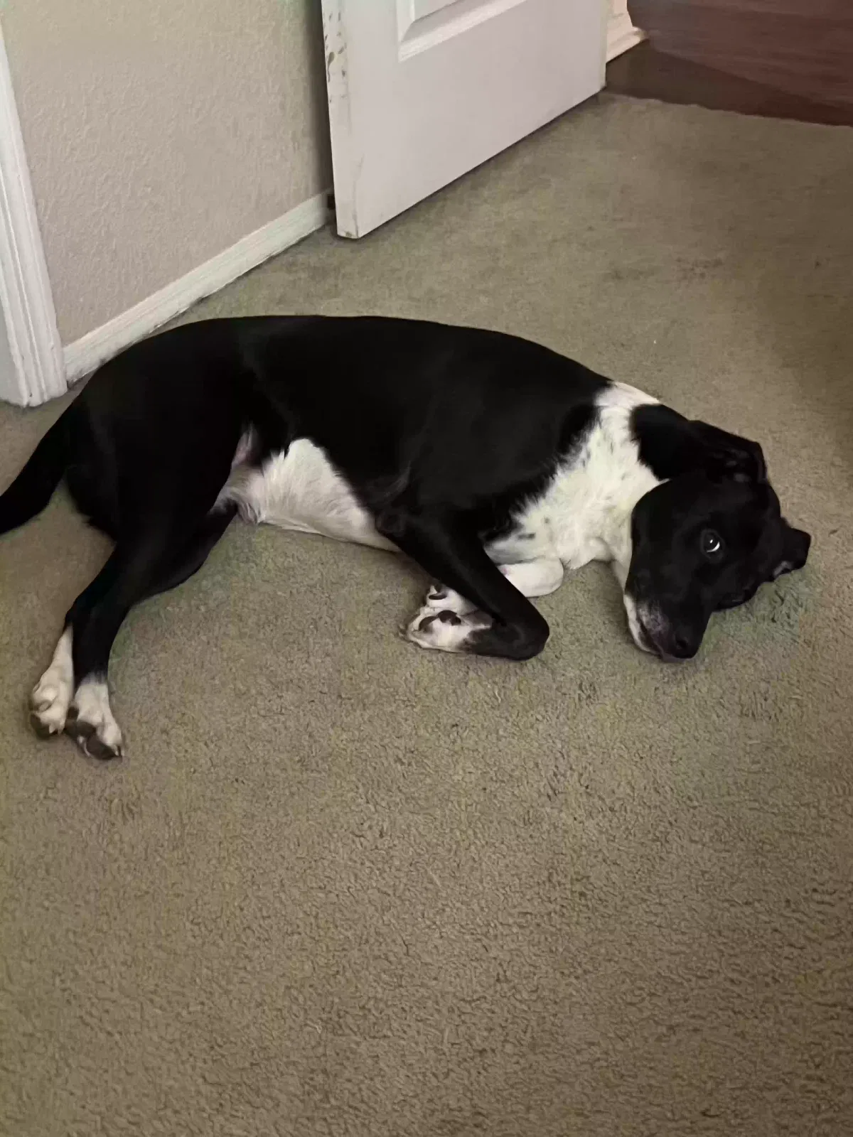 Lost dog in Tempe, AZ, 85281
