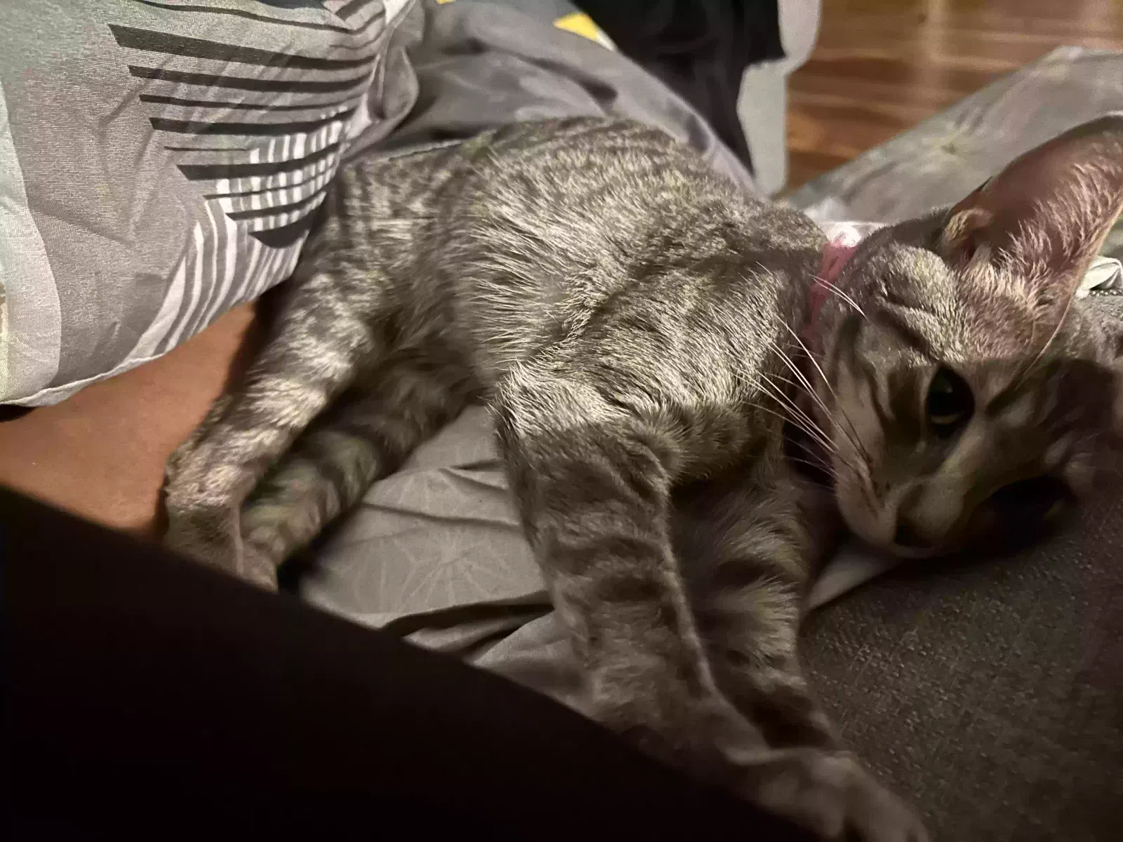 Lost cat in Edgewood, MD, 21040