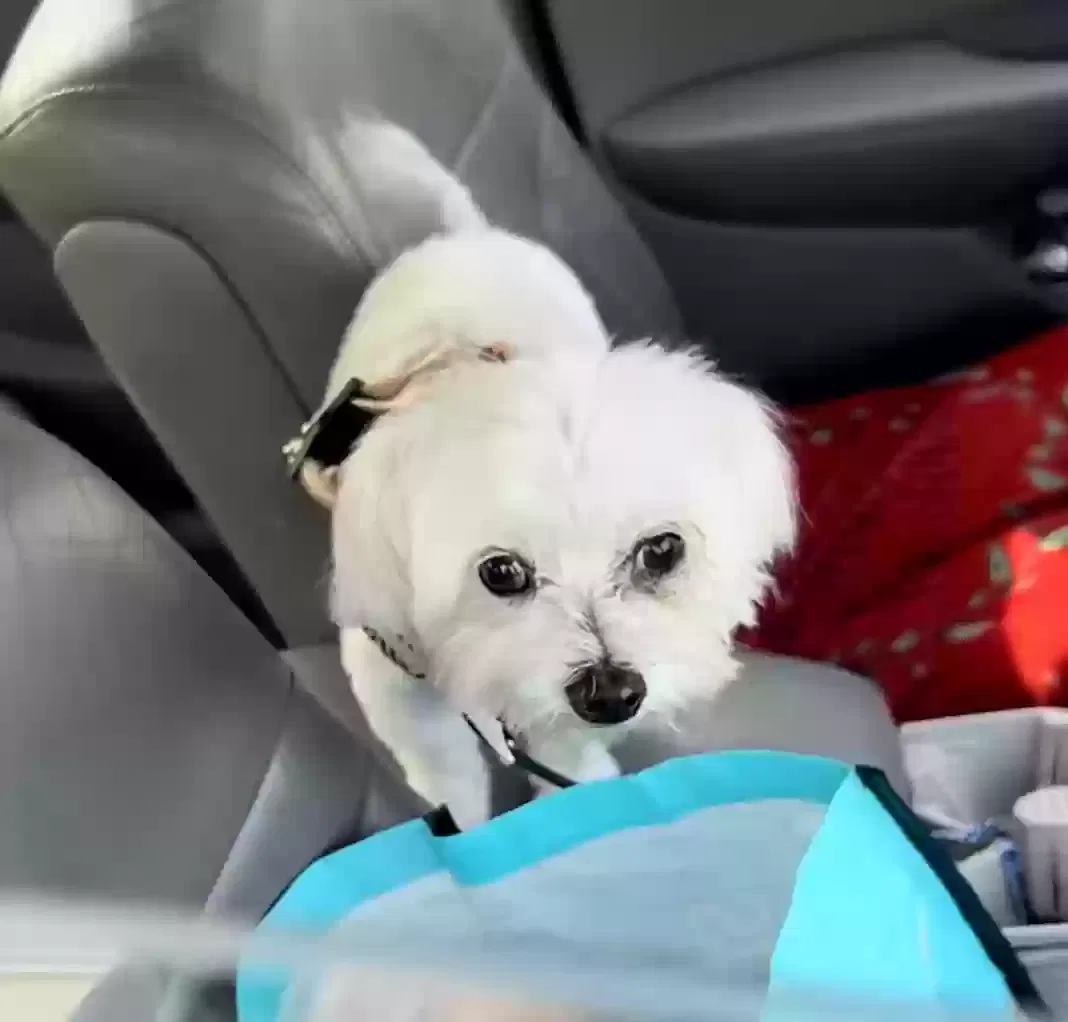 Lost dog in Boca Raton, FL, 33496