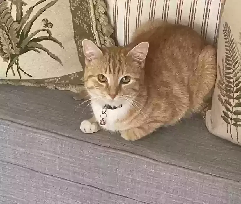 Lost cat in Columbia, SC, 29205
