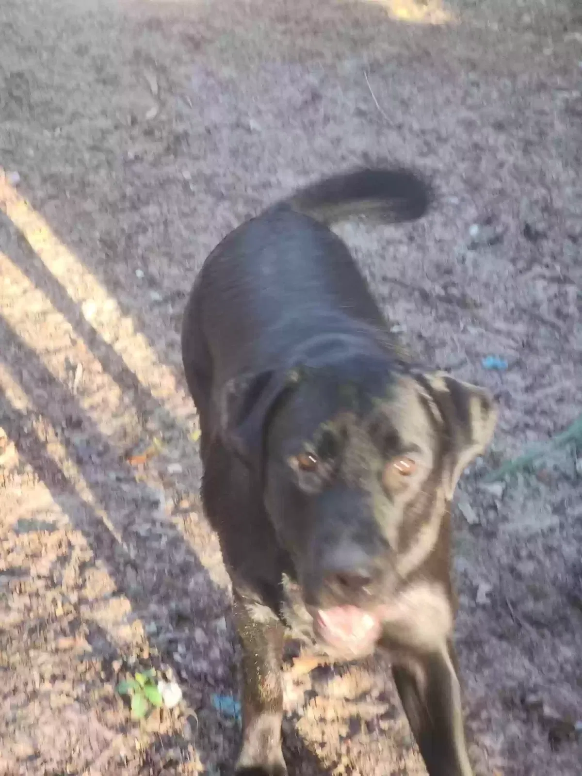 Lost dog in Williston, FL, 32696