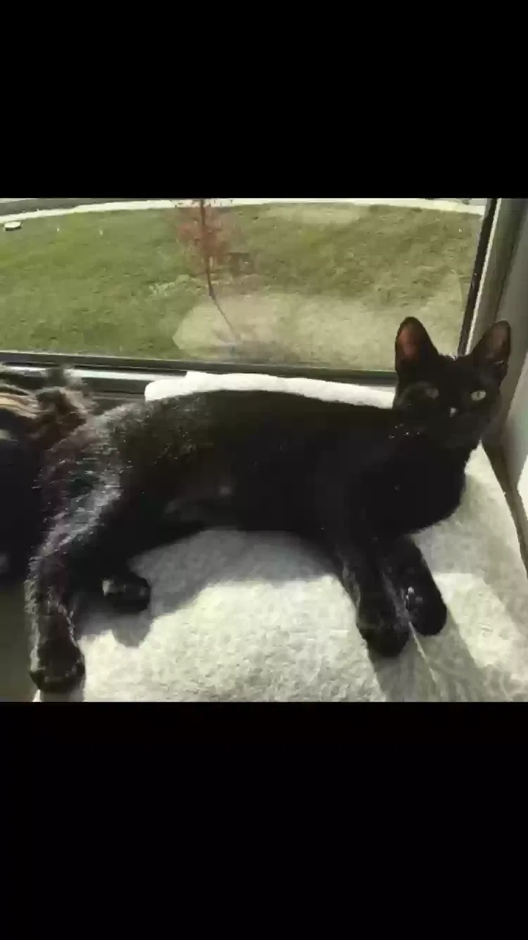 Lost cat in Riverside, IA, 52327