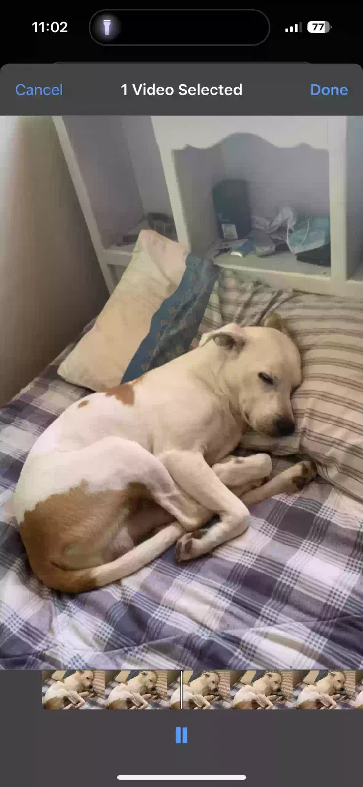 Lost dog in Tulsa, OK, 74127