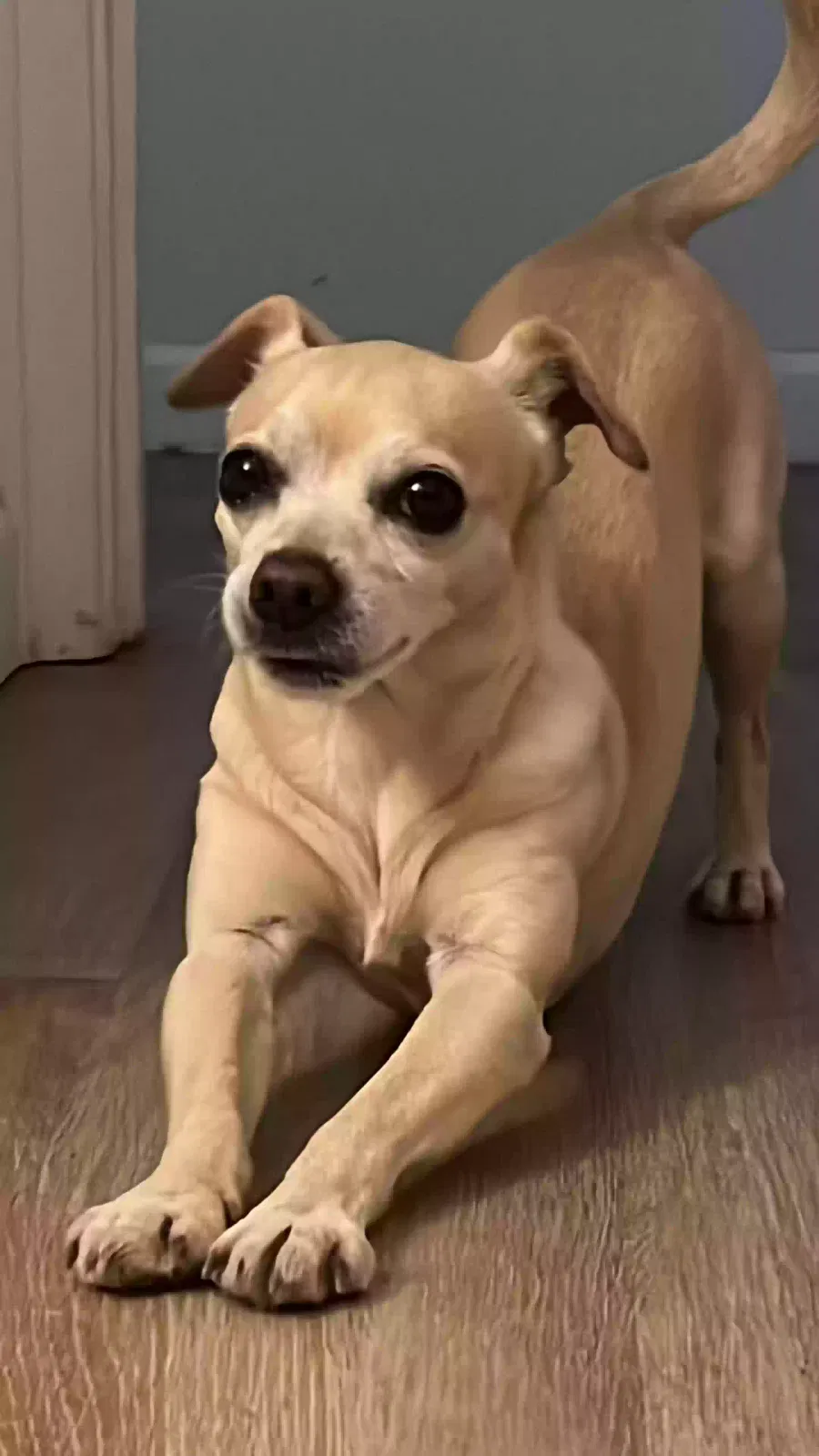 Lost dog in San Antonio, TX, 78247