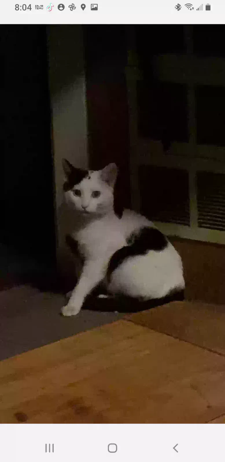 Lost cat in Saint Louis, MO, 63139